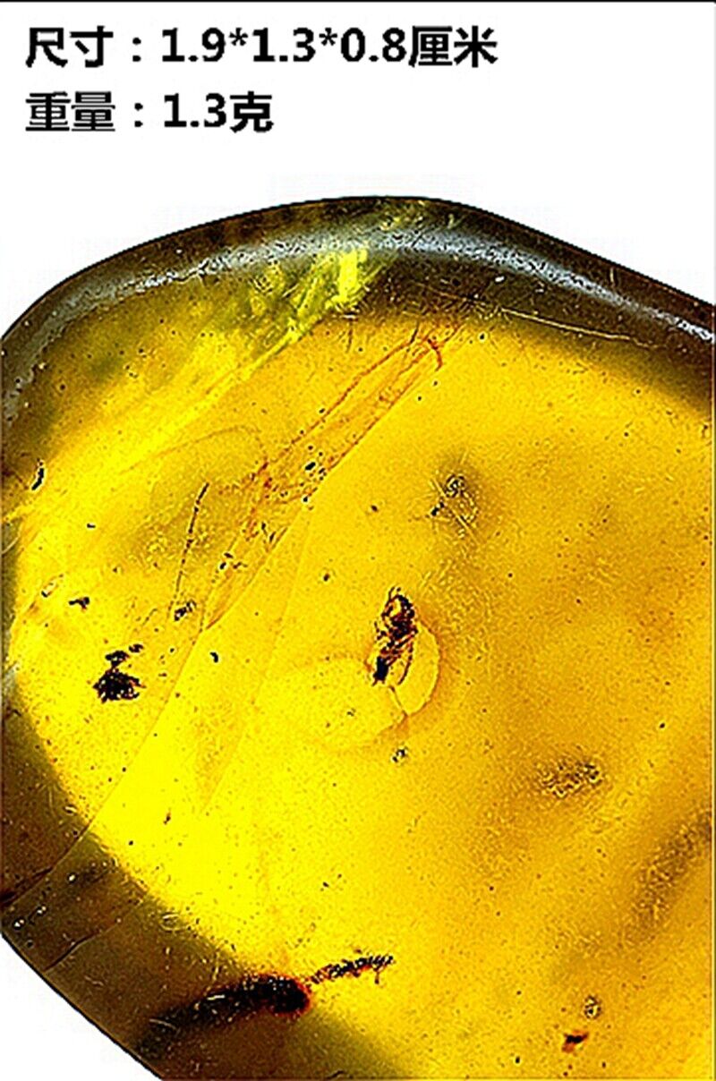 Burmese Burmite Cretaceous Rare Lace Bug Insect Fossil Amber Myanmar